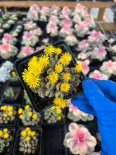 Load image into Gallery viewer, Conophytum Bilobum(splitting) - April Farm/Rare Succulents