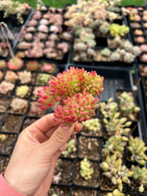 Load image into Gallery viewer, Sedum Lemon Finger Cristata - April Farm/Rare Succulents