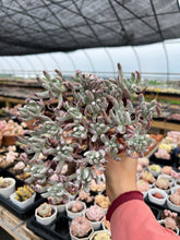 Load image into Gallery viewer, Dudleya edulis Cluster - April Farm/Rare Succulents