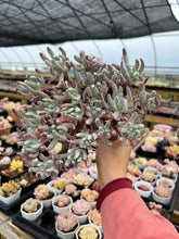 Load image into Gallery viewer, Dudleya edulis Cluster - April Farm/Rare Succulents