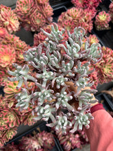 Load image into Gallery viewer, Dudleya edulis Cluster - April Farm/Rare Succulents