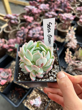Load image into Gallery viewer, Echeveria Sasa Queen - April Farm/Rare Succulents