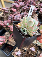 Load image into Gallery viewer, Echeveria Sasa Queen - April Farm/Rare Succulents