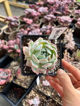 Load image into Gallery viewer, Echeveria Sasa Queen - April Farm/Rare Succulents