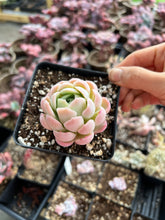 Load image into Gallery viewer, Echeveria Sasa Queen - April Farm/Rare Succulents