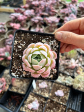 Load image into Gallery viewer, Echeveria Sasa Queen - April Farm/Rare Succulents