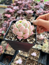 Load image into Gallery viewer, Echeveria Sasa Queen - April Farm/Rare Succulents