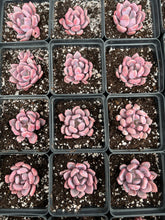 Load image into Gallery viewer, Graptoveria 'Topsy-Debbie' Cupid (deep pink) - April Farm/Rare Succulents