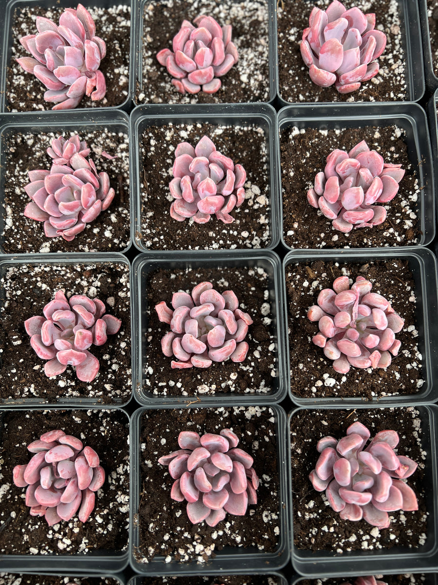 pink topsy turvy succulent Graptoveria 'Topsy-Debbie' Cupid (deep pink)