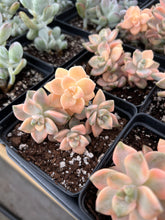 Load image into Gallery viewer, Graptopetalum Variegated Tituban - April Farm/Rare Succulents
