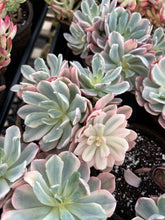 Load image into Gallery viewer, Echeveria Variegated Hoveyi var zahni - April Farm/Rare Succulents