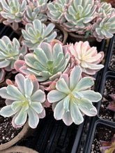 Load image into Gallery viewer, Echeveria Variegated Hoveyi var zahni - April Farm/Rare Succulents