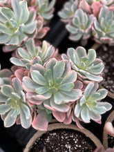 Load image into Gallery viewer, Echeveria Variegated Hoveyi var zahni - April Farm/Rare Succulents