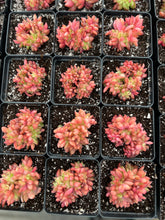 Load image into Gallery viewer, Echeveria Agavoides Christmas Eve crested - April Farm/Rare Succulents