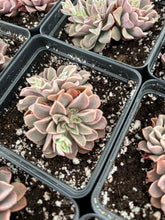 Load image into Gallery viewer, Echeveria Fantasy Fountain - April Farm/Rare Succulents