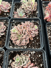 Load image into Gallery viewer, Echeveria Fantasy Fountain - April Farm/Rare Succulents
