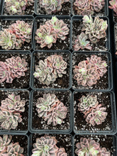 Load image into Gallery viewer, Echeveria Fantasy Fountain - April Farm/Rare Succulents