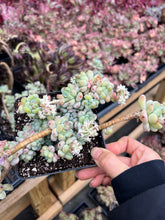Load image into Gallery viewer, Sedum Clavatum cluster - April Farm/Rare Succulents