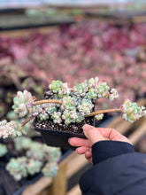 Load image into Gallery viewer, Sedum Clavatum cluster - April Farm/Rare Succulents