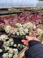 Load image into Gallery viewer, Sedum Clavatum cluster - April Farm/Rare Succulents