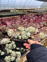 Load image into Gallery viewer, Sedum Clavatum cluster - April Farm/Rare Succulents