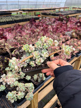 Load image into Gallery viewer, Sedum Clavatum cluster - April Farm/Rare Succulents