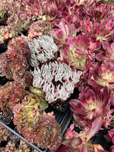 Load image into Gallery viewer, Dudleya edulis Cluster - April Farm/Rare Succulents