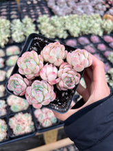 Load image into Gallery viewer, Echeveria Strawberry ice(mini succulent) - April Farm/Rare Succulents
