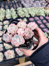 Load image into Gallery viewer, Echeveria Strawberry ice(mini succulent) - April Farm/Rare Succulents