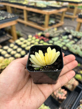 Load image into Gallery viewer, Haworthia Truncata variegated - April Farm/Rare Succulents