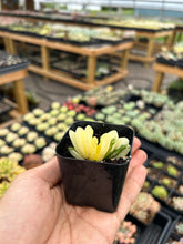 Load image into Gallery viewer, Haworthia Truncata variegated - April Farm/Rare Succulents