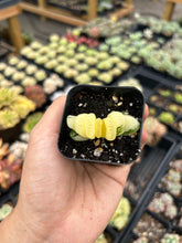 Load image into Gallery viewer, Haworthia Truncata variegated - April Farm/Rare Succulents