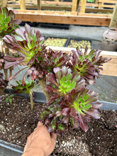 Load image into Gallery viewer, Aeonium crested black Aeonium - April Farm/Rare Succulents