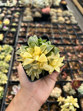 Load image into Gallery viewer, Haworthia Retusa Variegated cluster - April Farm/Rare Succulents