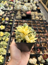 Load image into Gallery viewer, Haworthia Retusa Variegated cluster - April Farm/Rare Succulents