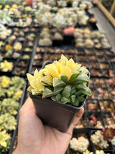 Load image into Gallery viewer, Haworthia Retusa Variegated cluster - April Farm/Rare Succulents