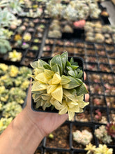 Load image into Gallery viewer, Haworthia Retusa Variegated cluster - April Farm/Rare Succulents