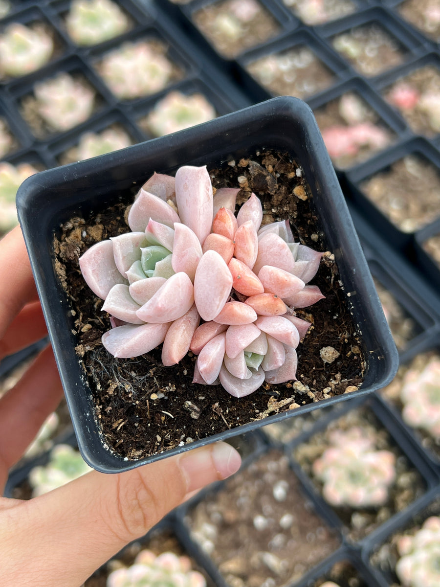 do pink succulents exist Echeveria ssp