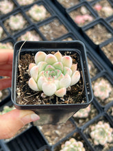 Load image into Gallery viewer, Echeveria Crystal Pop - April Farm/Rare Succulents