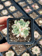 Load image into Gallery viewer, Echeveria Crystal Pop - April Farm/Rare Succulents
