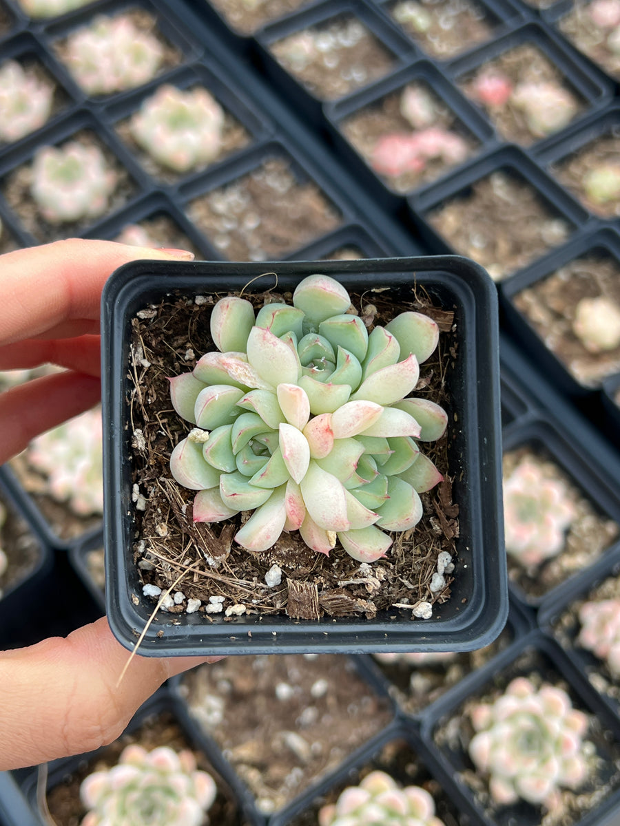 pricing succulents Echeveria Crystal Pop