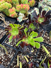 Load image into Gallery viewer, Aeonium big bang - April Farm/Rare Succulents