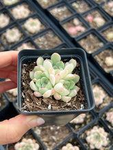 Load image into Gallery viewer, Echeveria Crystal Pop - April Farm/Rare Succulents