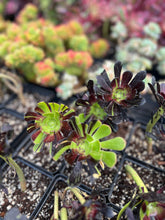 Load image into Gallery viewer, Aeonium big bang - April Farm/Rare Succulents