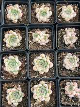 Load image into Gallery viewer, Echeveria Crystal Pop - April Farm/Rare Succulents