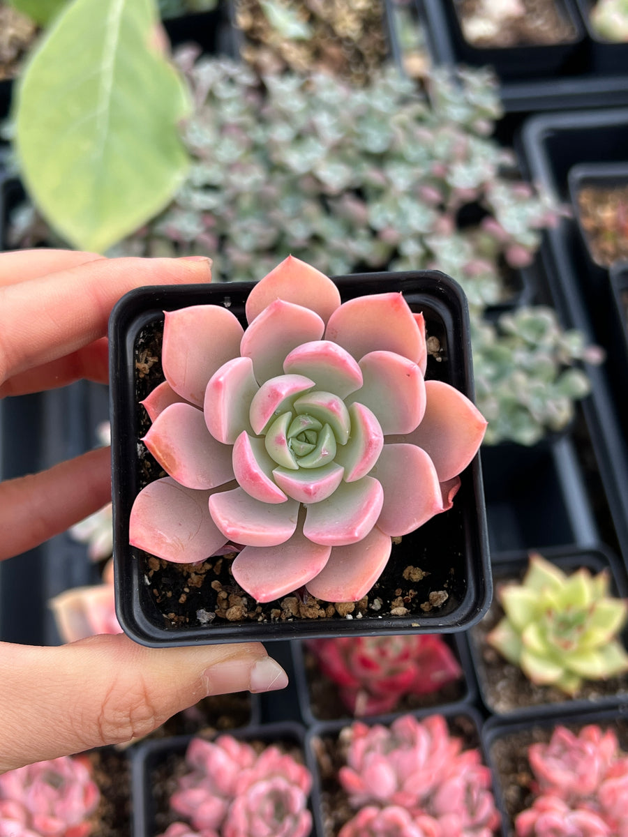 succulent plant with large pink flowers Echeveria Pretty in Pink Little Fairy