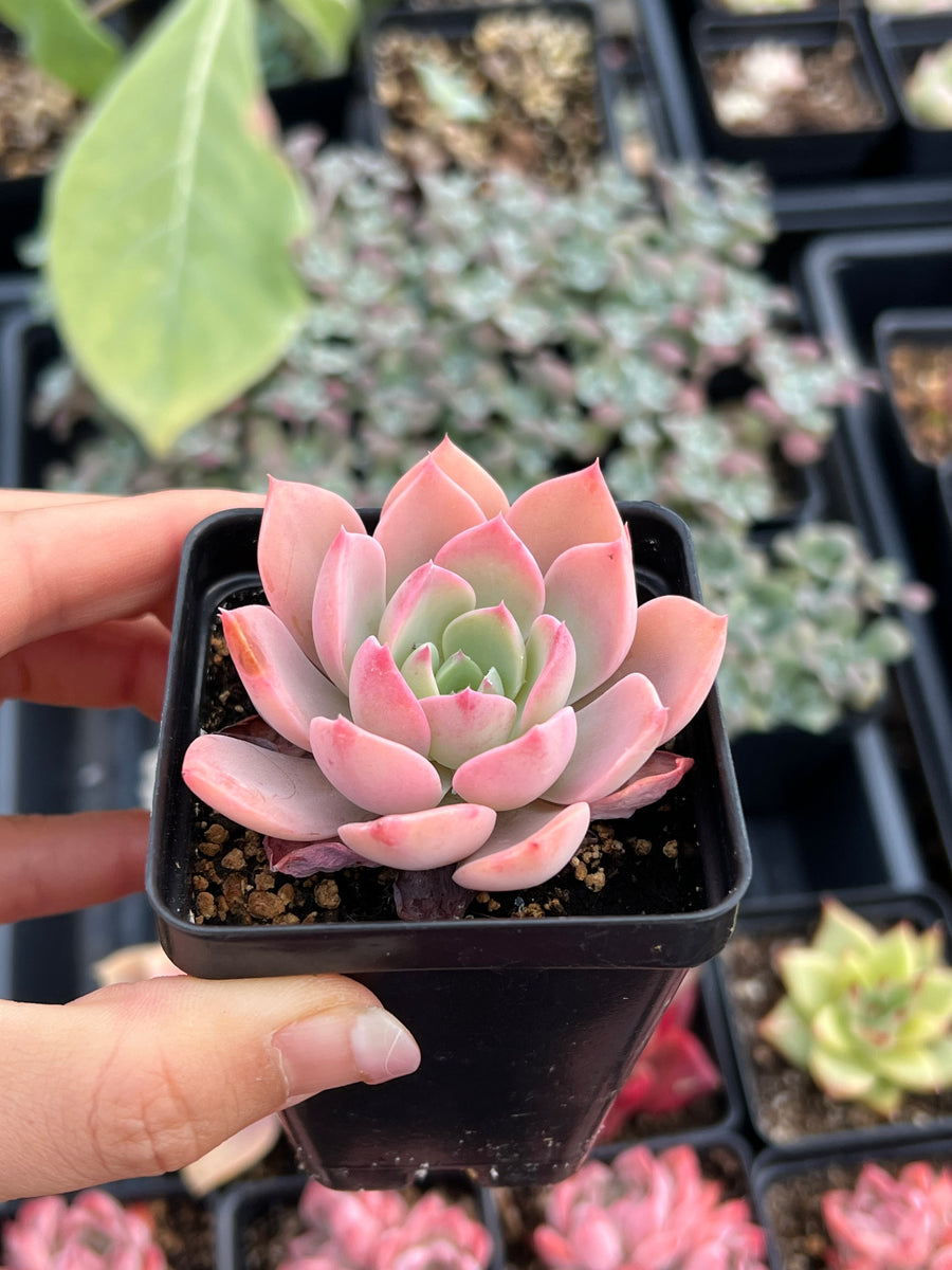 green pink succulent Echeveria Pretty in Pink Little Fairy