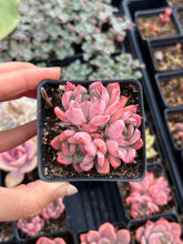 Load image into Gallery viewer, Echeveria Black Swan - April Farm/Rare Succulents