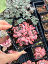 Load image into Gallery viewer, Echeveria Black Swan - April Farm/Rare Succulents