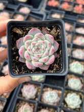 Load image into Gallery viewer, Echeveria Peach - April Farm/Rare Succulents